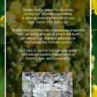 MULLEIN-LEAF-GRAPHIC-2-600x900-1.jpg