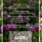 RED-CLOVER-GRAPHIC-2-600x900-1.jpg