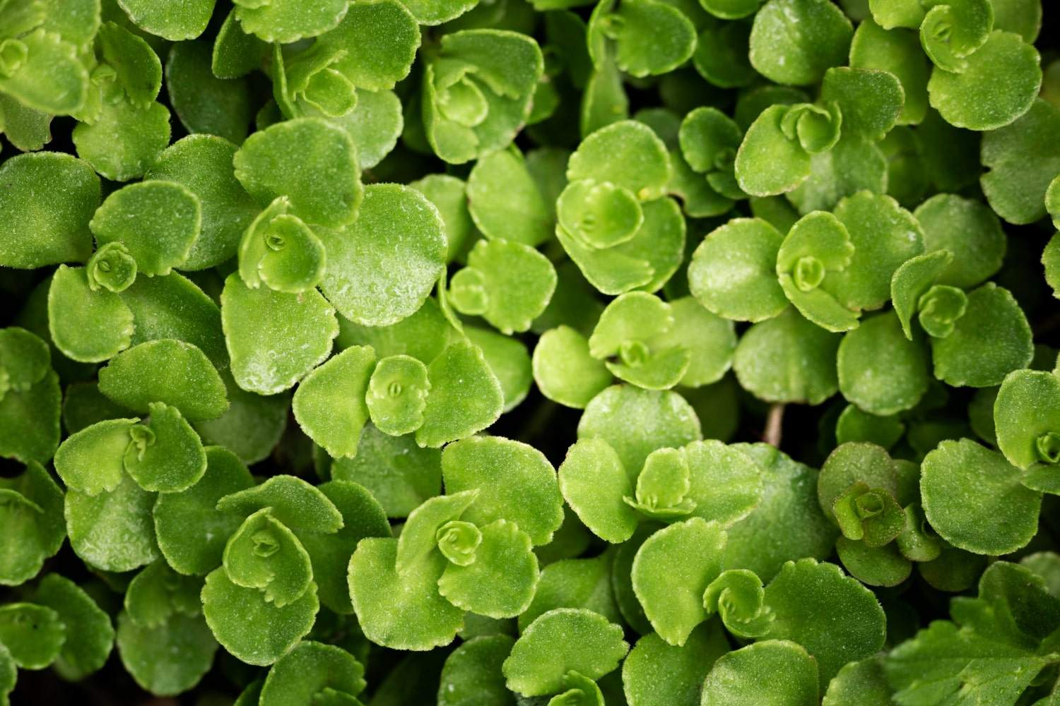 Exploring the Health Benefits of Chickweed Tea: Uses, Effects, and Dosage